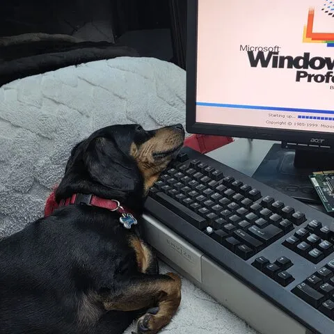 Denali the dachshund resting his chin on a keyboard while Windows 2000 boots